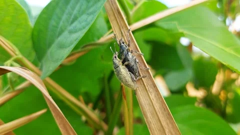 Extreme Macro of Two Weevils Mating on Withered Leaf Vidéo 319341168
