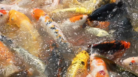 Extreme Macro of Vibrant Koi Fish Feeding and Splashing in Vietnam Stock Footage 327117429