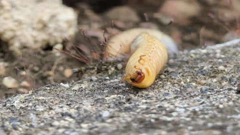 Extreme macro video of beetle larva grub on concrete 库存影片 344245848