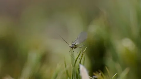 Extreme macro video of a fly 4K Stock Footage 156466416