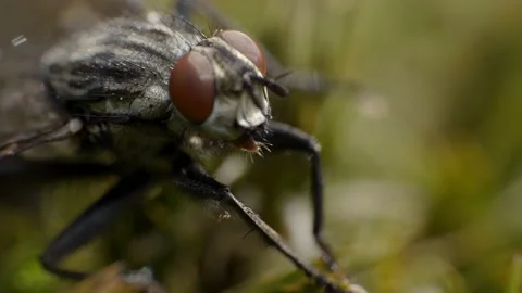 Extreme macro video of a fly 4K Stock Footage 156503241