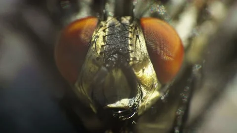 Extreme macro video of a fly. Close up portrait 4K Stock Footage 159753011