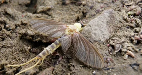 Extreme macro video of long-tailed mayfly on sandy ground Stock Footage 268989236