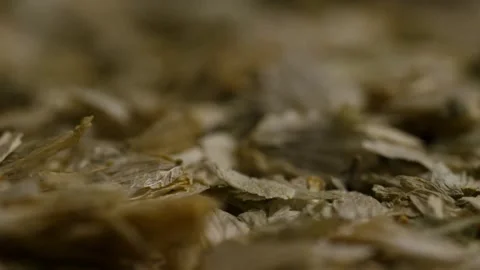 Extreme macro view of dried hops leaves texture detail Stock Footage 327829737