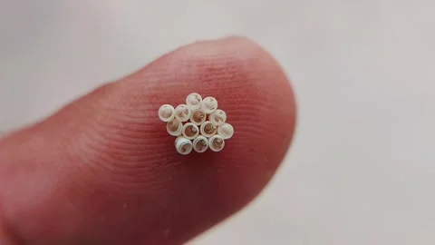 Extreme Macro View Of Empty Tiny Insect Eggs On Fingertip Stock Footage 340178401