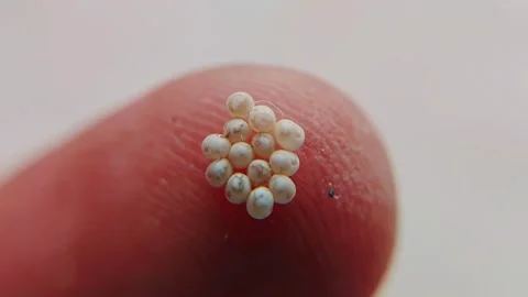 Extreme Macro View Of Empty Tiny Insect Eggs On Fingertip Stock Footage 340178464