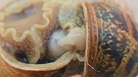 Extreme Macro View of Garden Snails During Mating Process Stock Footage 340601724