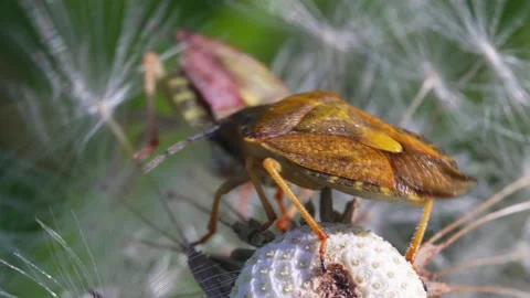 Extreme macro view of Heteroptera bug. Stock Footage 159759294