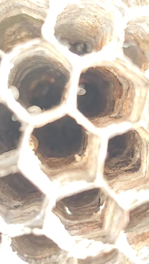 Extreme Macro View Of Hexagonal Cells In A Vespidae Paper Wasp Nest With Eggs Stock Footage 346963775