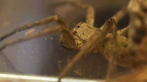 Extreme Macro View of Huntsman Spider Eyes and Legs in Motion Vidéo 335735375