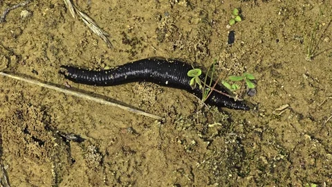 Extreme macro view of medicinal leech moving across damp soil with detailed.. Video stock 337936630