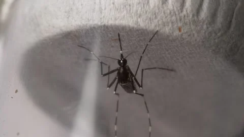 Extreme Macro View of Mosquito Head and Proboscis Feeding Insect Close Up Видео 337694157