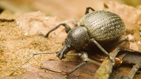 Extreme macro view of Otiorhynchus pseudonothus weevil Stock Footage 340327504