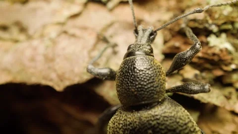 Extreme macro view of Otiorhynchus pseudonothus weevil Stock Footage 340327606