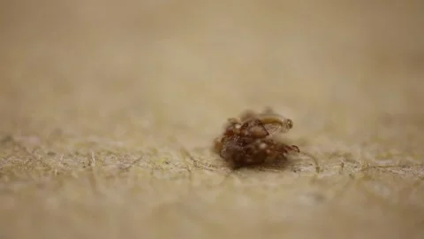 Extreme macro view of a tiny brown tick-like arthropod on a textured wooden 库存影片 343875181
