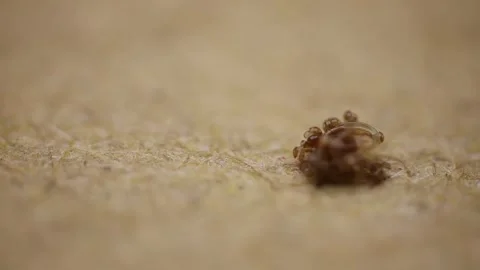 Extreme macro view of a tiny brown tick-like arthropod on a textured wooden 库存影片 343875267