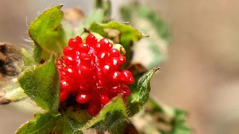 Extreme Macro View Of A Vibrant Red Wildflower Seed Head Stock-Fotos