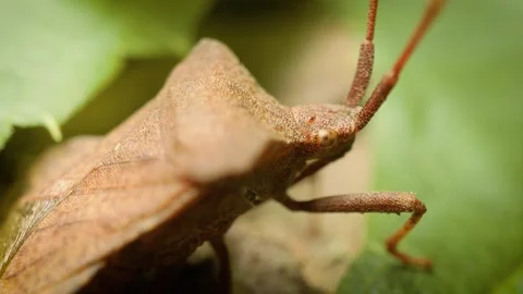 Extreme macro view of a young dock bug (coreus marginatus) on a green leaf Stock-Footage 341494622