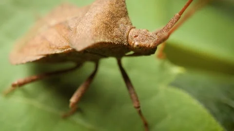 Extreme macro view of a young dock bug (coreus marginatus) on a green leaf Stock Footage 341494624