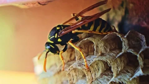 Extreme Macro Wasp on Paper Nest Stock Footage 334789110