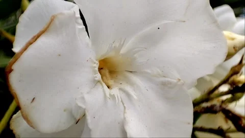 Extreme Macro of White Oleander Flower in Slow Motion 1080p Video stock 335281485
