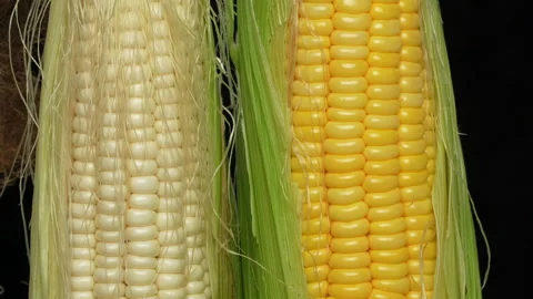 Extreme Macro White Waxy Corn and Yellow Sweet Corn on Black Background Stock Footage 327546445