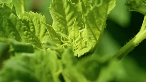 Extreme Macro of Young Green Sunflower Bud 2 Vidéo 339301006