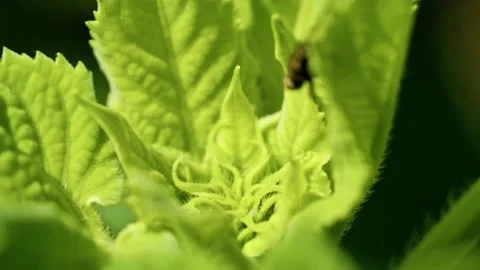 Extreme Macro of Young Green Sunflower Bud 3 库存影片 339301030