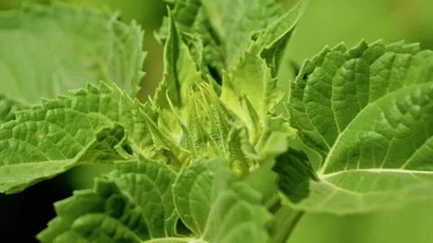 Extreme Macro of Young Green Sunflower Bud 4 Stock Footage 339301036