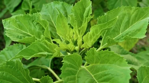Extreme Macro of Young Green Sunflower Bud 7 Stock Footage 339301073