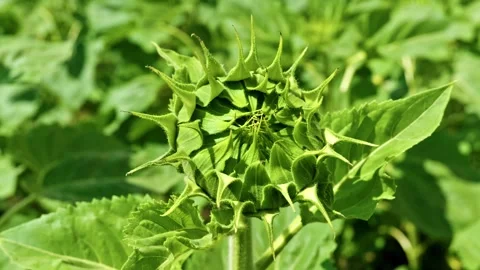 Extreme Macro of Young Green Sunflower Bud 8 Stockbeeldmateriaal 339301082