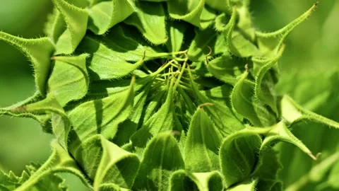 Extreme Macro of Young Green Sunflower Bud 9 Vidéo 339301093