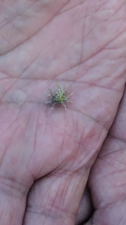 Extreme Macro Zoom In on Tiny Crustacean Resting on Human Palm Stock Footage 327629467