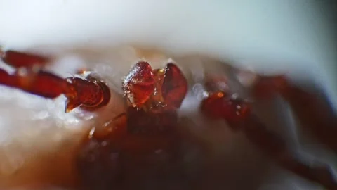 Extreme magnification of a tick's body, as it moves its limbs and spiked he.. Stock Footage 270941704