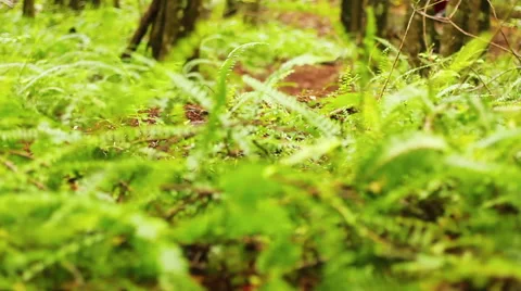 An extreme mountain biker speeds down a bike trail in the forest during the d Stock Footage 54596273