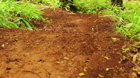 An extreme mountain biker speeds down a bike trail in the forest. Outdoor Spo Stock Footage 54596321