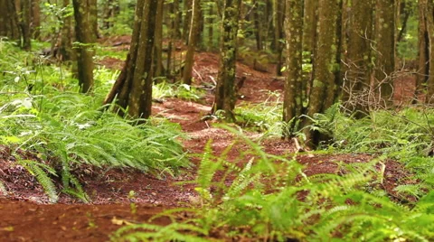 An extreme mountain biker speeds down a bike trail in the forest during the d Stock-Footage 54596328