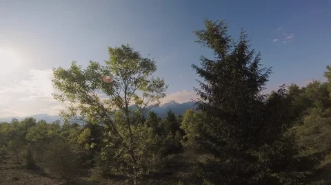 Extreme Proximity Flight Over Trees. Dolomites Landscape. Stock Footage 89984231