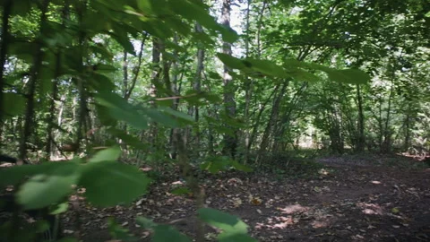 Extreme riding in the dense forest among the trees Sunny weather Vídeo Stock 117166763