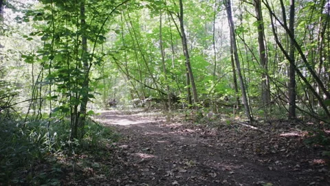 Extreme riding in the dense forest among the trees Sunny weather Stock-Footage 117279551