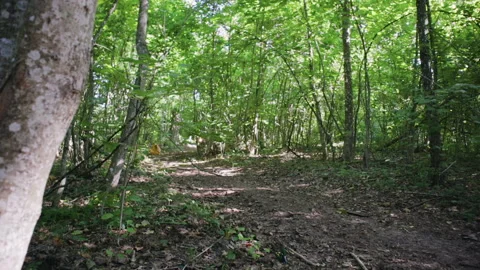 Extreme riding in the dense forest among the trees Sunny weather Vídeo Stock 117762009