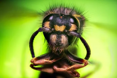 Extreme sharp and detailed study of wasp head Stock Photos