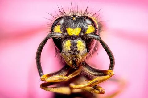 Extreme sharp and detailed study of wasp head Stock Photos