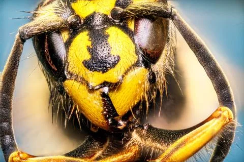 Extreme sharp and detailed study of wasp head Stock Photos