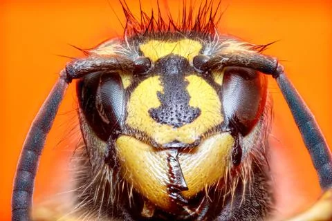 Extreme sharp and detailed study of wasp head Stock Photos