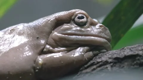 Extreme Side View Of A White's Tree Frog Resting In Natural Habitat. Stock Footage 162811102