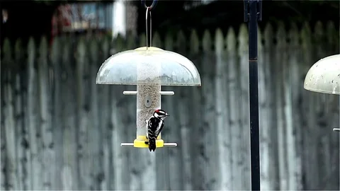 Extreme Slow Motion of Bird In Flight Stock Footage 83021268