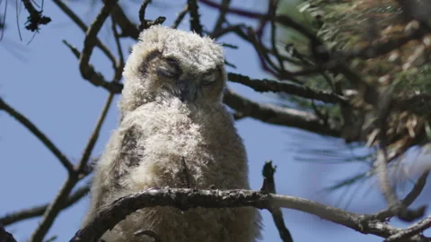Extreme slow motion blinking great horned owl Stock Footage 193694252