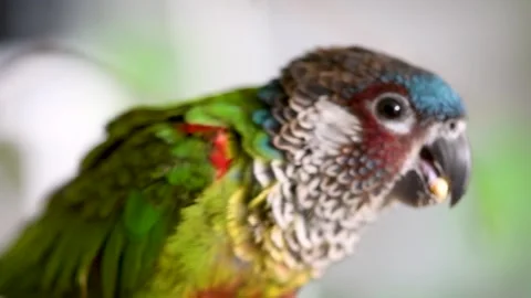 Extreme slow motion closeup of painted parakeet eating safflower seeds 库存影片 130848941