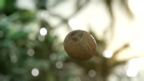 Extreme slow motion falling coconut in jungle Video stock 125878374